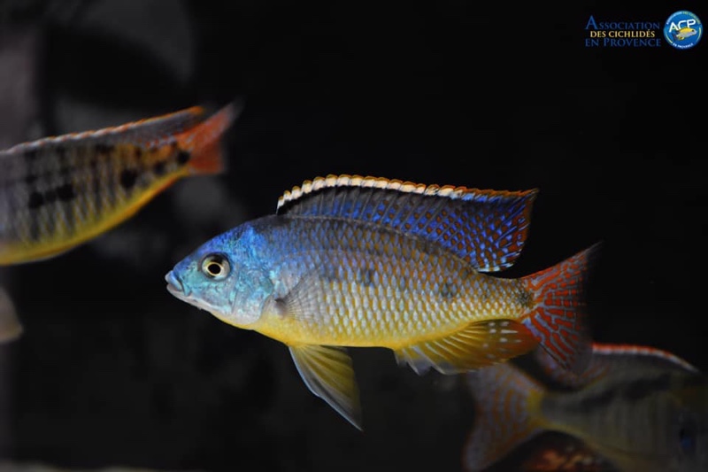 Protomelas virgatus 'Namalenje Island'